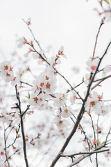 Blooming tree in the spring garden. Close up of white flowers on orchard trees.