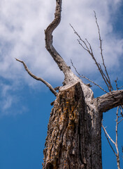 Old dead tree with branches reaching to clouds