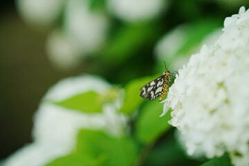 A butterfly on white flowers