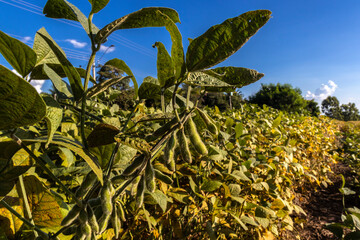 Rural landscape with fresh soy field. Soybean field, in Brazil.