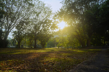 Naklejka premium Setting sun shining in between the trees in the park