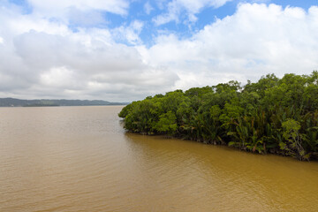 Mangroves in estuary with yellow water and blue sky