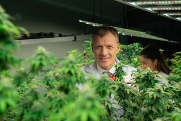 Scientists gather gratifying cannabis plant bud for medical research and production in a curative...