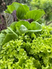 fresh green salad in the garden