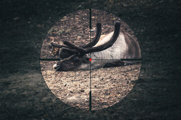 Reindeer with large horns lying on the ground. carcass of a reindeer killed by poachers. Deer...