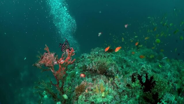 Maldives rich underwater ecosystem is reminder of importance and marine life. Deep sea trenches and underwater caves also offer glimpse into hidden depths of ocean.