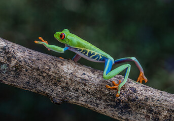 Red Eyed Tree Frog On A Tree Branch