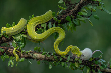 Green Tree Phyton Snake