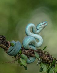 White Lipped Pit Viper