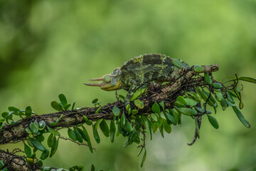 Jackson's Horned Chameleon