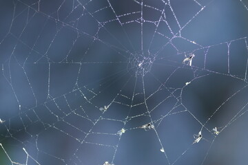 クモの巣