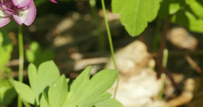 Pollination of the fumewort (Corydalis solida) by the bumbleebee in early spring