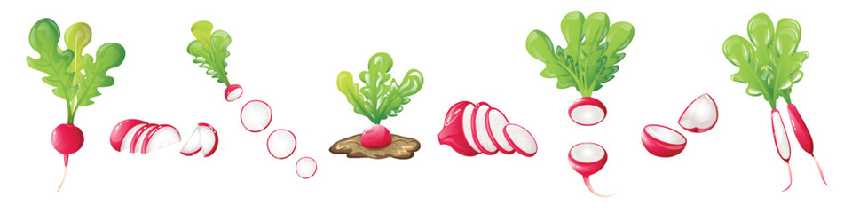 Set of ripe radish on white background