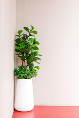 A Fiddle Leaf Fig or Ficus lyrata indoor potted plant with large, green, shiny leaves planted in a rattan basket. Popular air purifier plant for tropical minimal design.