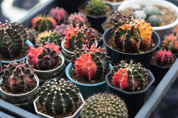 Soft focus Group of​ cactus​ in​ the​ pot.​ Succulents. Potted small house plants, home interior. Beautiful Colorful Gymnocalycium cactus in small pot.