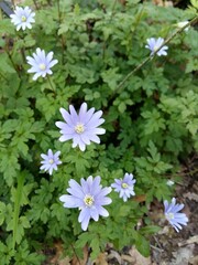 felicia amelloides, pianta con fiori sul terreno