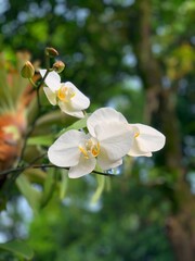 White Orchid