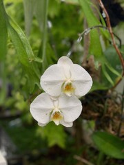 White Orchid