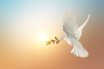 White Dove carrying olive leaf branch on Beautiful light and lens flare .Freedom concept and international day of peace , Free Clipping path  - 585294880