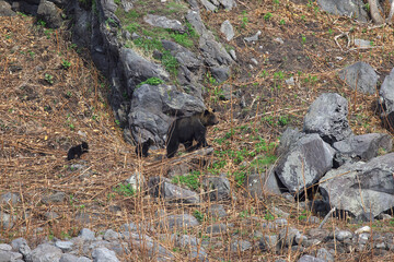 ヒグマの親子（斜里ーウトロ）世界自然遺産.