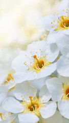 Banner with cherry blossom branches in nature outdoors. Macro shot of flowers in sunlight with copy space. Beautiful image of a panoramic view of spring nature