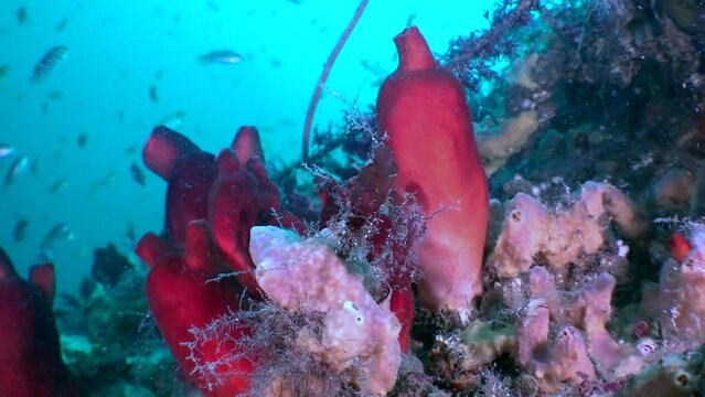 Mesmerizing slow-motion footage colorful red ascidia and fish of Sea of Japan. Despite these efforts, much work remains to be done to ensure long-term health and sustainability of Sea of Japan.