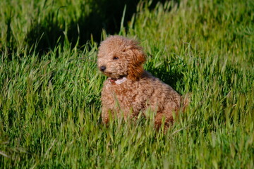 Young dog in grass