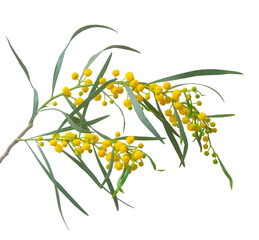Close up of Acacia saligna