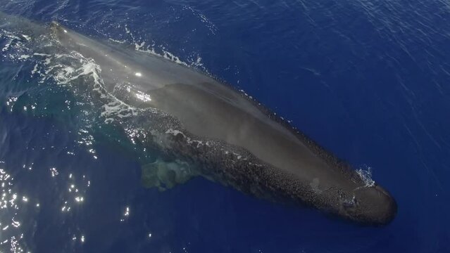 Tribe of sperm whales swims near surface of ocean waves. Sperm whales stand out for their communication abilities. Their unique behavior enables them to coexist and endure in sea.
