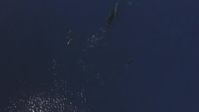 Family of sperm whales near people. Sperm whales are group of marine mammals from whale family. They are known for their intellectual complexity and ability to communicate.