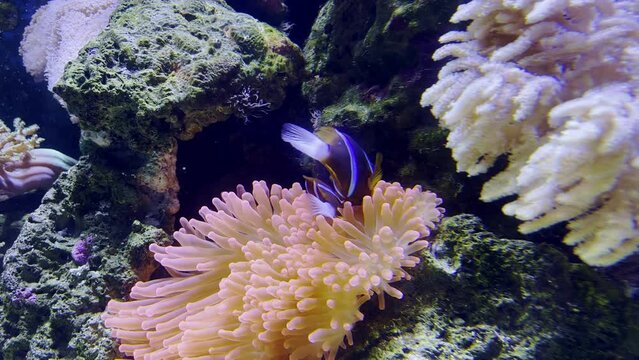 orange white of clownfish nemo shown swimming on an anemone and coral reef background.