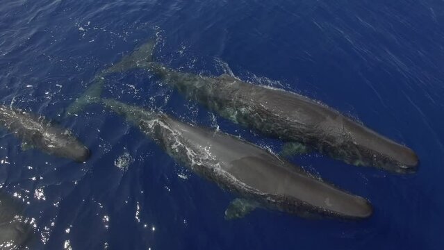 Pack of sperm whales swims freely near top of of ocean water. They are also important members of marine ecosystem, serving as food sources for other animals and helping regulate aquatic.