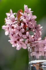 Bouquet of blossoming apricot branches in wineglass. Japanese Sakura cherry blossoms. Spring time concept. Soft focus, shallow depth of field.