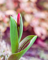 Beautiful red tulip bud with leaves in the garden in spring