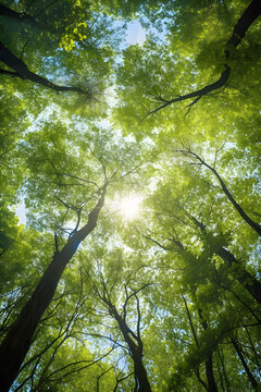Reconnect with Nature by Gazing at the Green Foliage, Canopy, and Sky - AI Generative