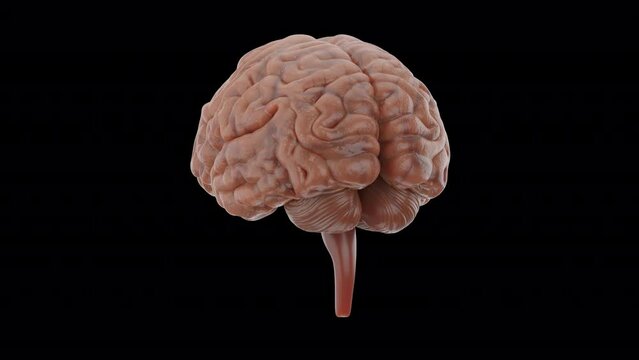 3D realistic human brain model and rendering animation turntable loop include alpha matte.