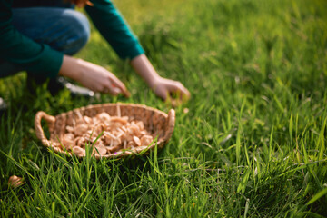 silhouette of a woman picking mushrooms on the grass