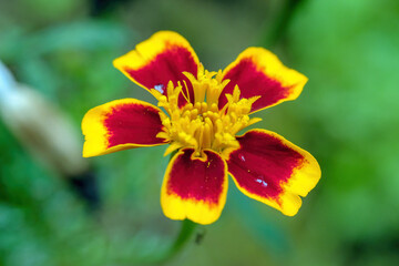 yellow and red flower