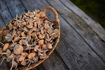 Sun dried green raisins in wooden bowl over wooden background