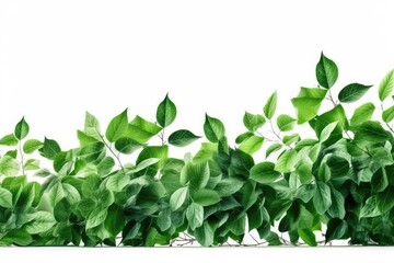 Fototapeta na wymiar green leaves on white background