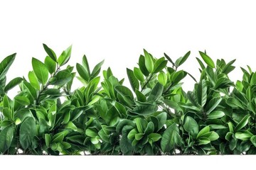 Obraz premium green grass isolated on white