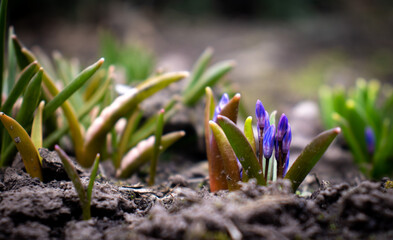 spring crocus flowers