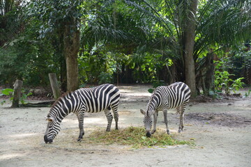 Fototapeta na wymiar A zebbra at Singapore zoo
