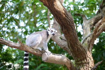 A monkey at Singapore zoo