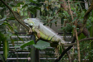 Cute reptiles in the zoo