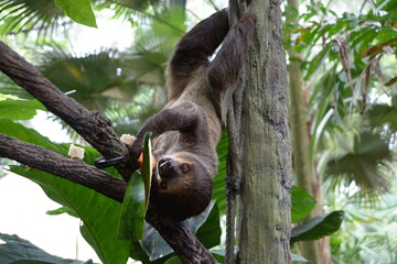 A neglect animal on the tree © MITSUHIRO