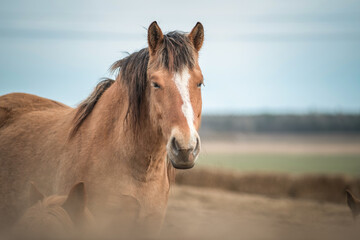 Obraz premium Beautiful thoroughbred horses at the stable in early spring.