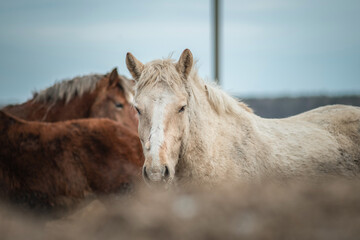 Beautiful thoroughbred horses at the stable in early spring.