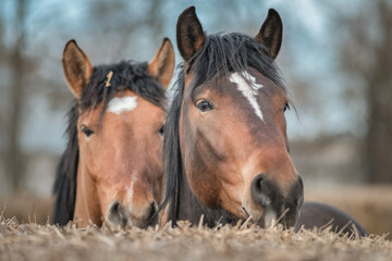 Fototapeta na wymiar Beautiful thoroughbred horses at the stable in early spring.