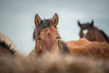 Beautiful thoroughbred horses at the stable in early spring.